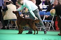 Crufts2011 657